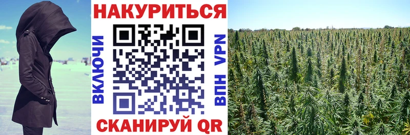 Конопля MAZAR  Купить где  Трубчевск 